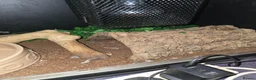 Python Snake reptiles for sale: 5x royal pythons and set ups in Birmingham - Advert 11