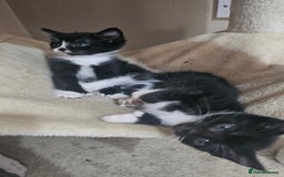 British Shorthair cats for sale: Brittish short hair cross main coon kittens - Image 4