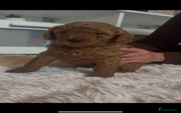 Labradoodle dogs for sale: 🐾AVAILABLE TO VIEW! - Fox Red Labradoodle Pups 🐾 - Image 6