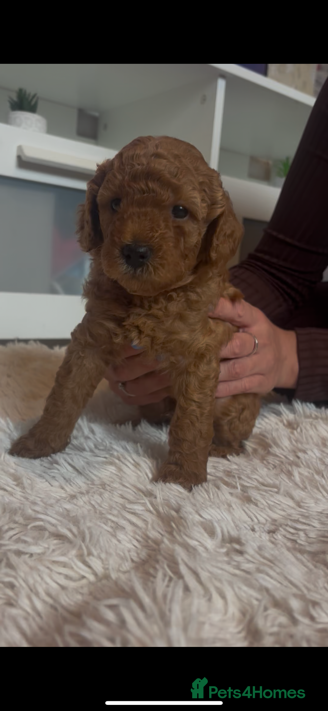 Labradoodle dogs for sale: 🐾AVAILABLE TO VIEW! - Fox Red Labradoodle Pups 🐾 - Image 6