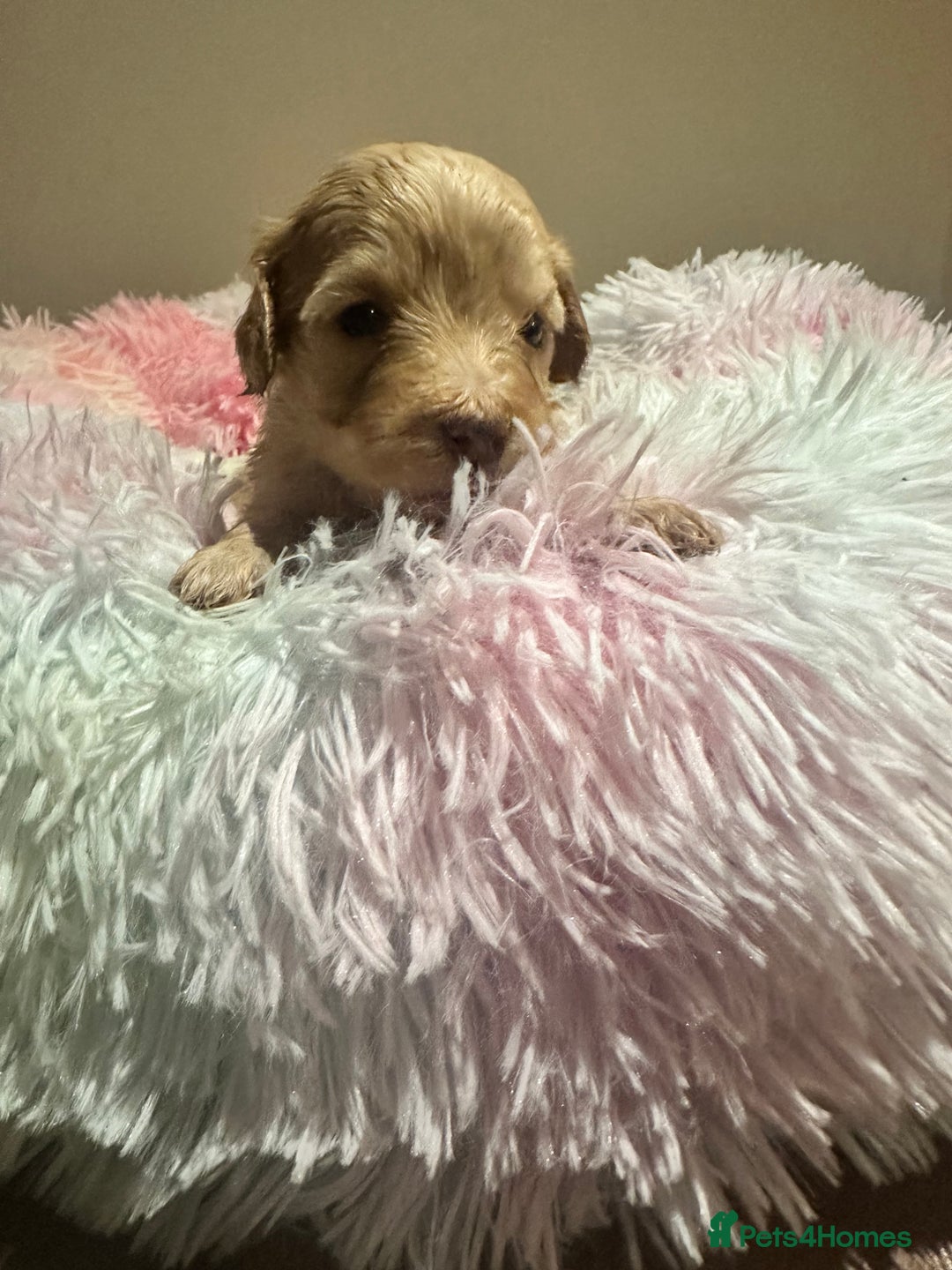 Cockapoo dogs for sale: Extensively health tested Cockapoo puppy’s  - Image 20