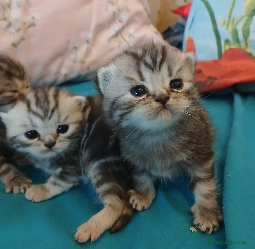 British Shorthair cats for sale: Bsh. Silver Tabby Classic .GCCF . - Advert 7