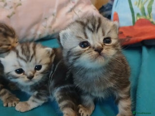 British Shorthair cats Bsh. Silver Tabby Classic .GCCF . - Advert 15