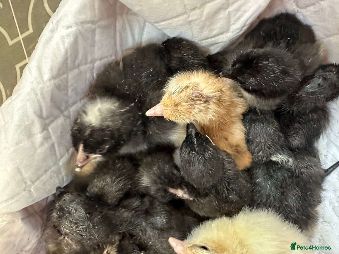 Chickens poultry for sale: Day old chicks mixed hybrids large fowl  - Image 2