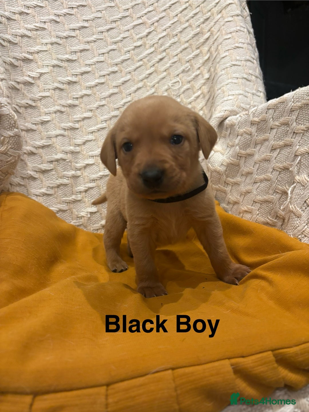 Labrador Retriever dogs for sale: 🐾 Working Fox Red Labrador Puppies for Sale!🐾 - Advert 4