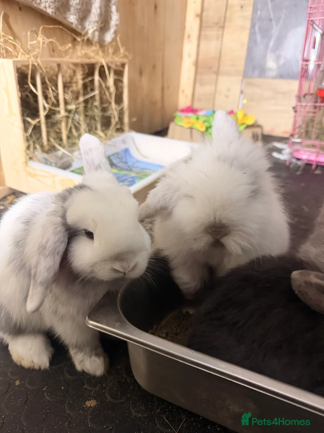 Mini Lion Lop rabbits for sale: Mini Lop/Lion head x2  - Advert 5