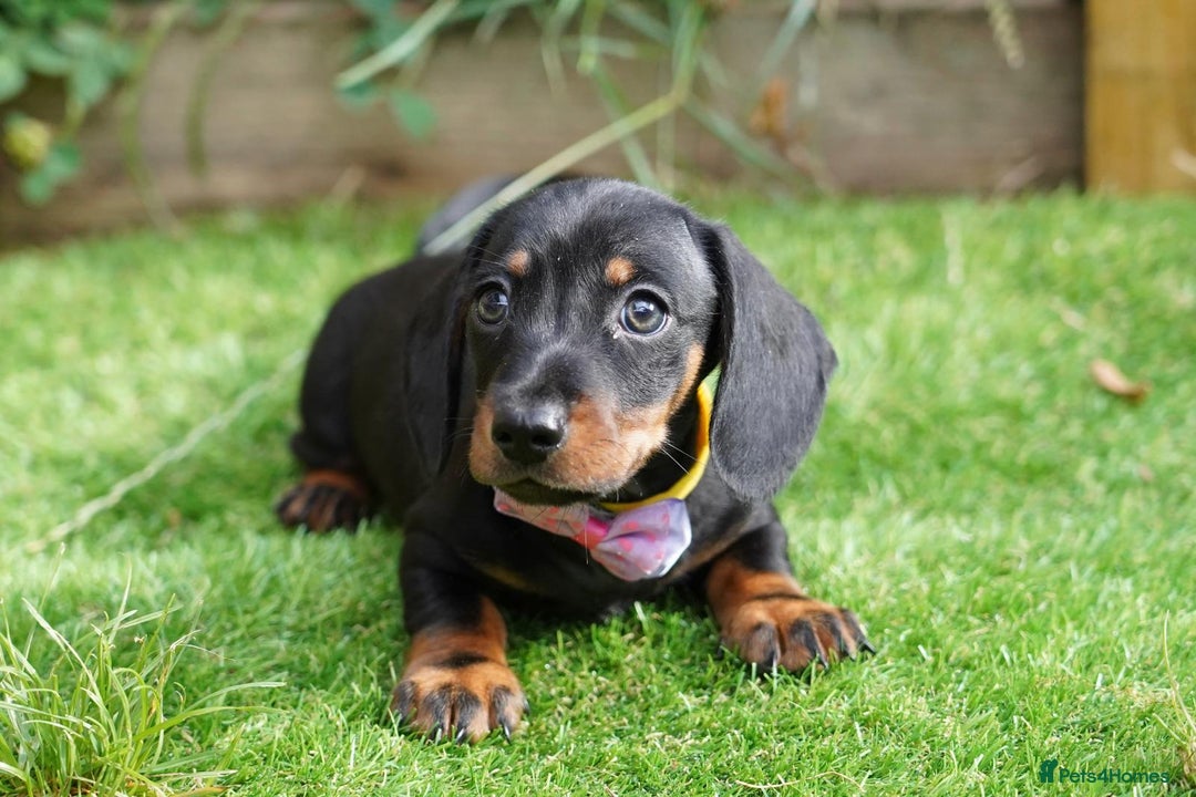 Miniature Dachshund dogs for sale: MINIATURE DACHSHUND PUPPIES PRA CLEAR - Image 5