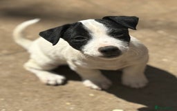 Jack Russell dogs for sale: Last two beautiful Jack Russell bitches - Image 11