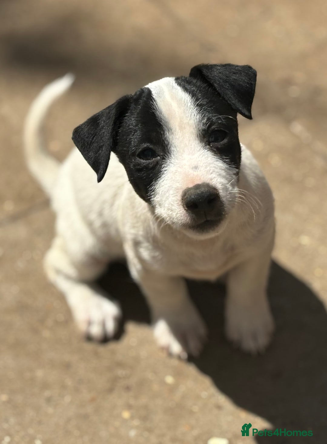 Jack Russell dogs for sale: Last two beautiful Jack Russell bitches - Image 11