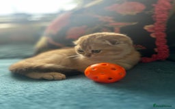 Scottish Fold cats for sale: Gold Chinchilla Scottish fold baby’s  - Image 27