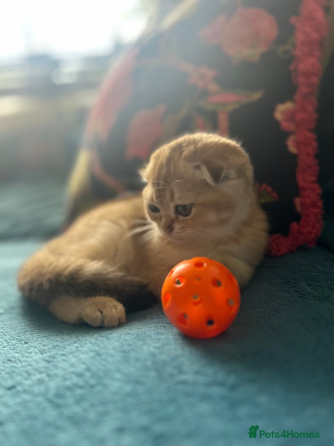 Scottish Fold cats for sale: Gold Chinchilla Scottish fold baby’s  - Image 27