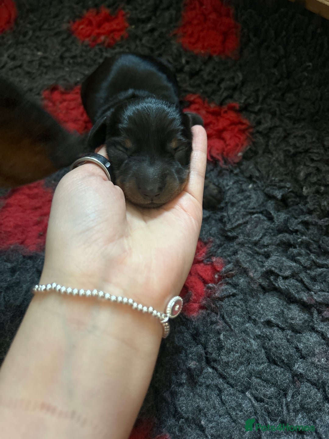 Miniature Dachshund dogs for sale: 2 Stunning Black and Tan Boys available🤎🖤 - Advert 10