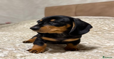 Miniature Dachshund dogs Miniature Dachshund Black and Tan Boy smooth hair - Advert 2