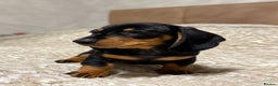 Miniature Dachshund dogs for sale: Miniature Dachshund Black and Tan Boy smooth hair - Advert 3