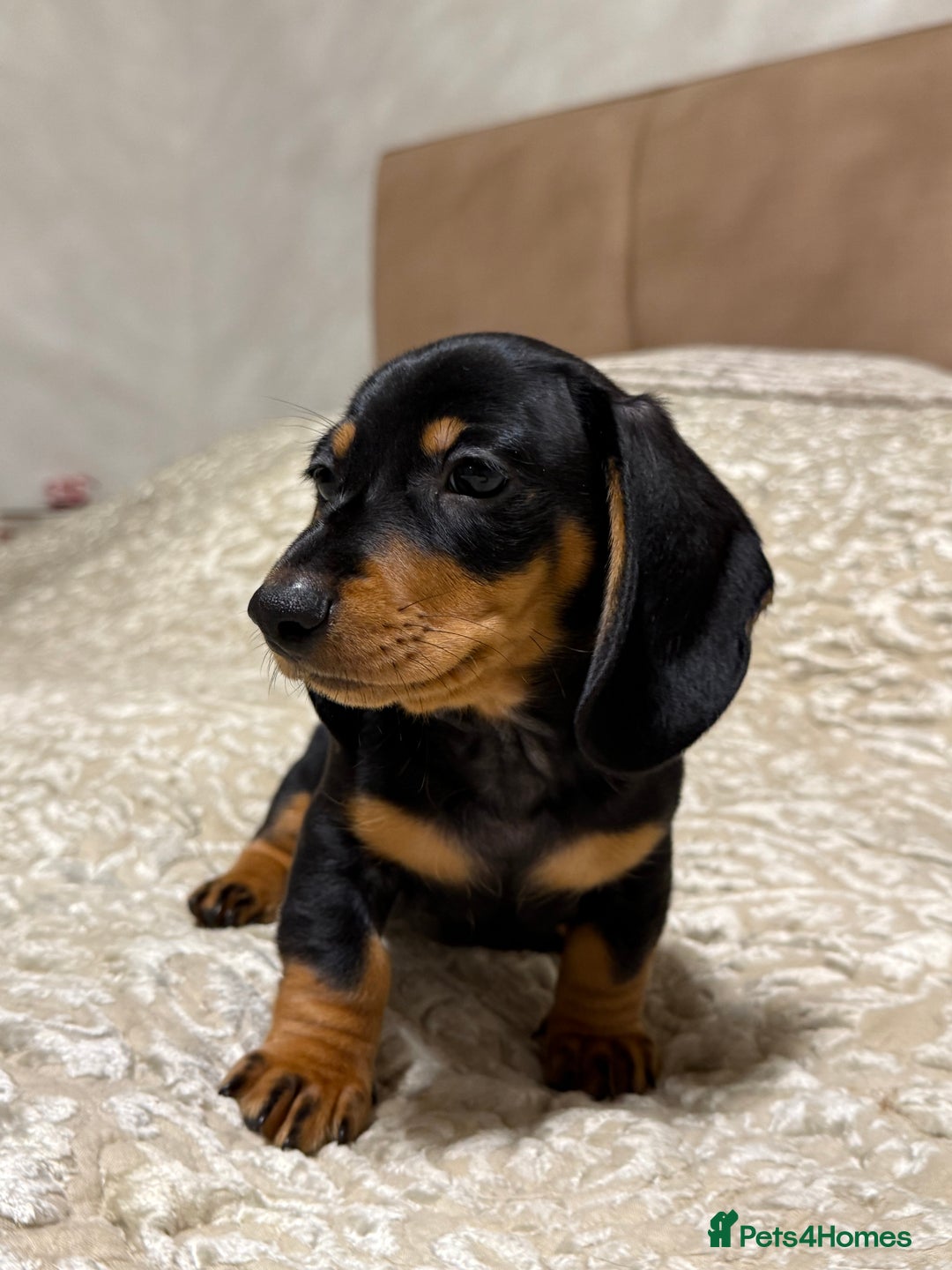 Miniature Dachshund dogs for sale: Miniature Dachshund Black and Tan Boy smooth hair - Advert 3
