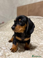 Miniature Dachshund dogs Miniature Dachshund Black and Tan Boy smooth hair - Advert 5