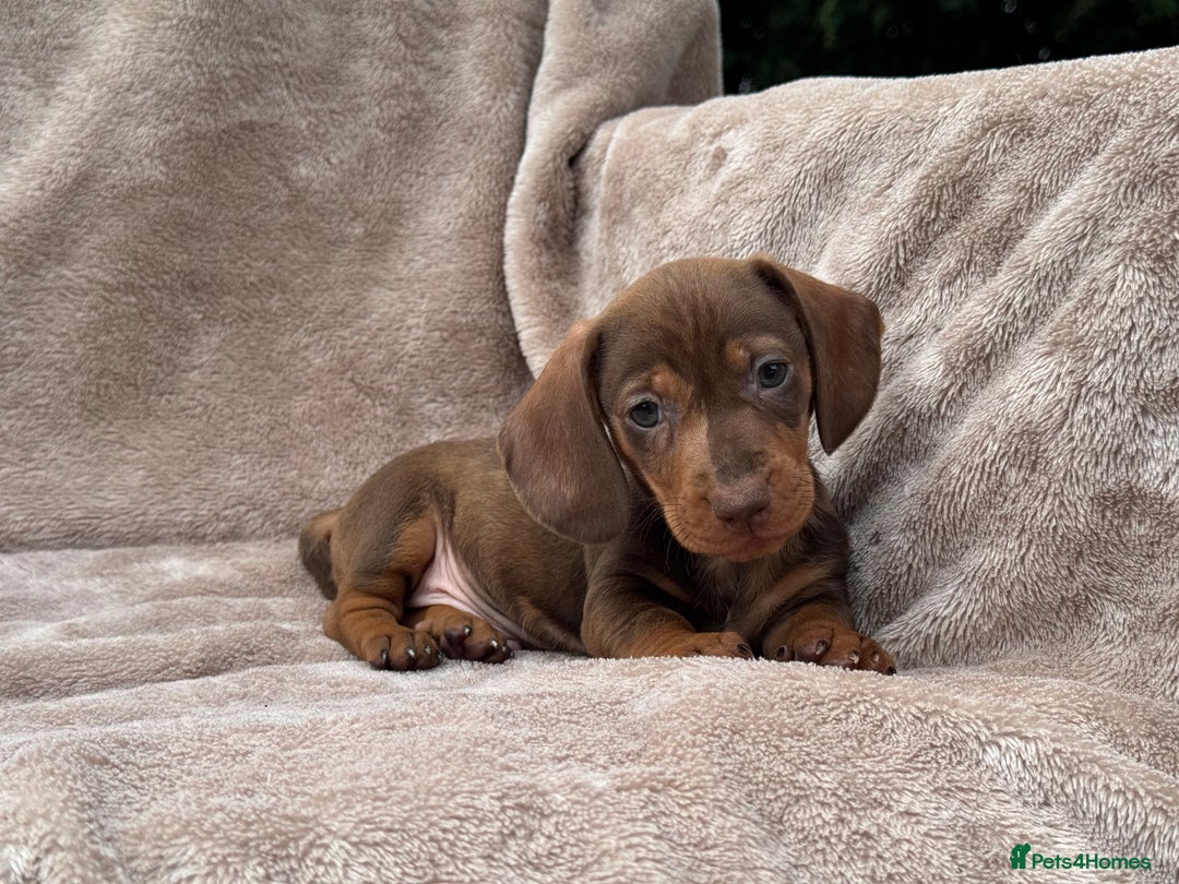 Dachshund dogs for sale: Miniature dachshund x Teckel puppies-Ready now!  - Image 7
