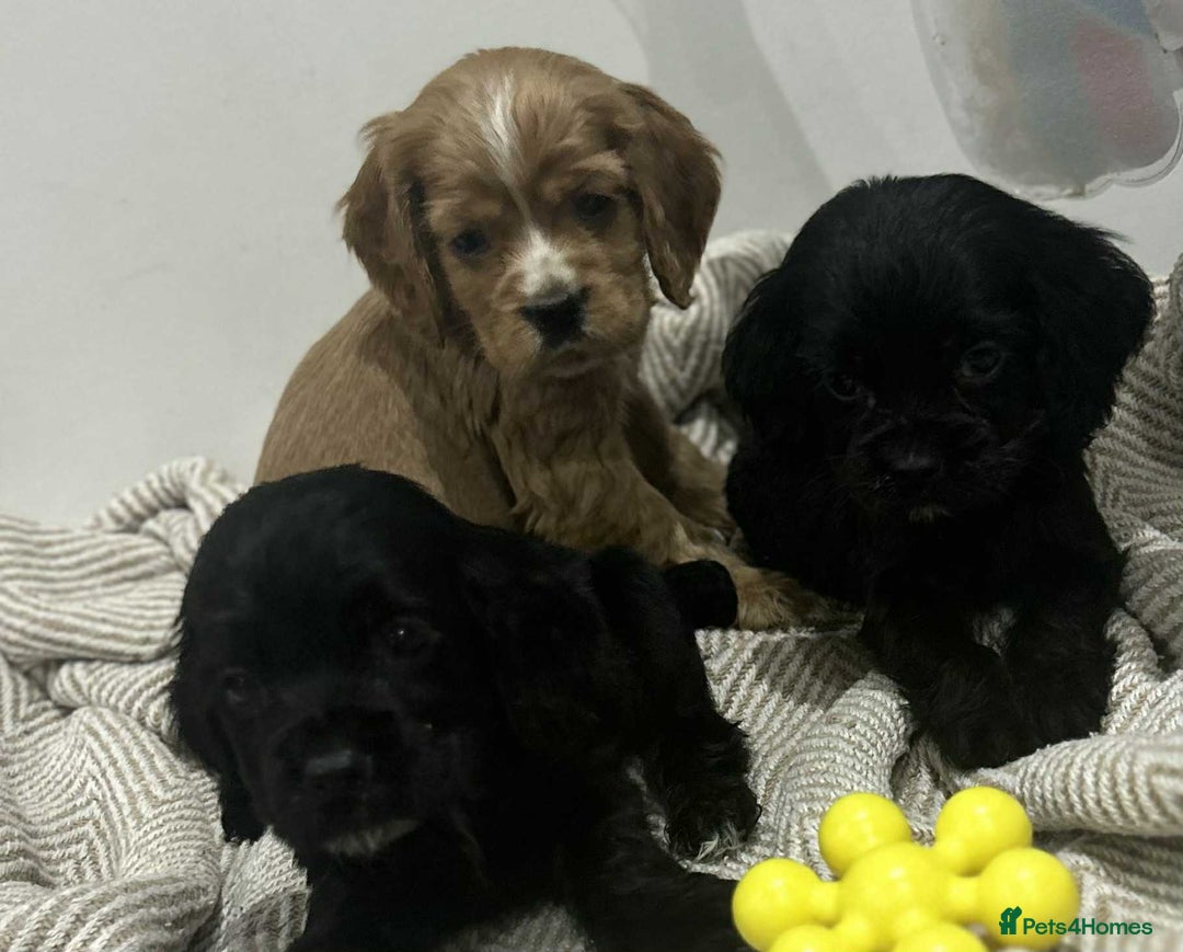 Mixed Breed dogs for sale: American x working cocker spaniel - Advert 8