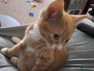 Mixed Breed cats 3 Stunning female kittens ready for their new home - Advert 1