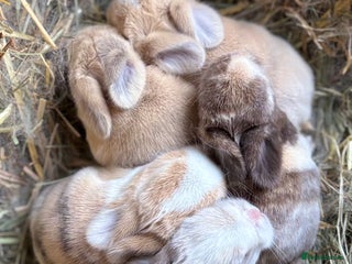 Mini Lop rabbits 7 days old - 5 mini lops born 11th November - Advert 13
