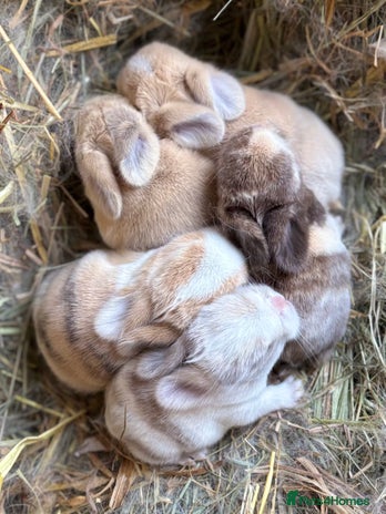 Mini Lop rabbits 7 days old - 5 mini lops born 11th November - Advert 2