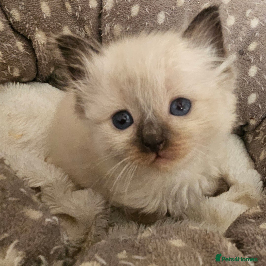 Ragdoll cats for sale: 7 beautiful fluffy Ragdoll cats.  - Image 14