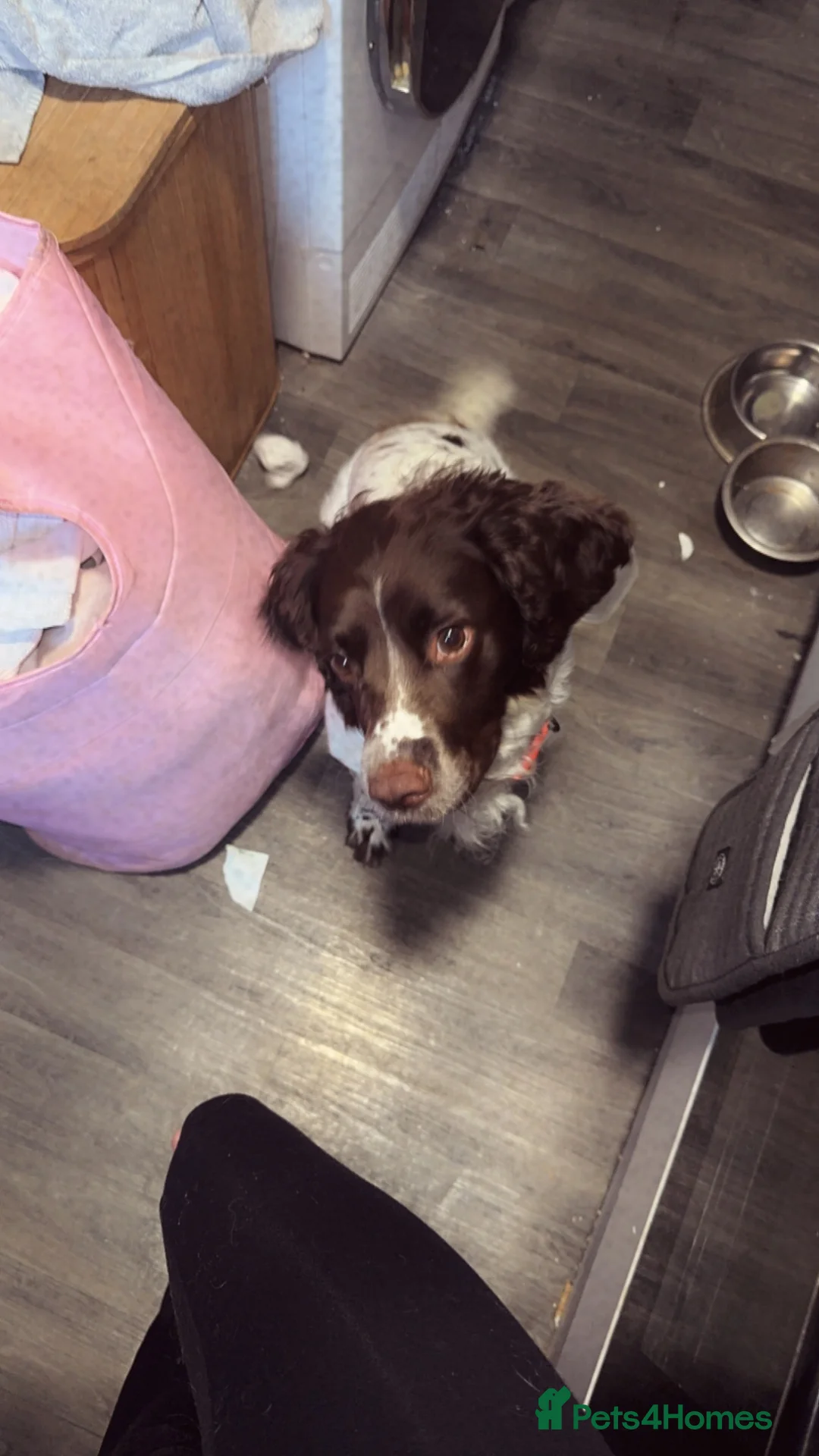 English Springer Spaniel dogs for sale: 4 year old spaniel in Sowerby Bridge - Advert 2