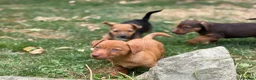 Jack Russell dogs for sale: Three gorgeous jack russell pups  - Advert 18