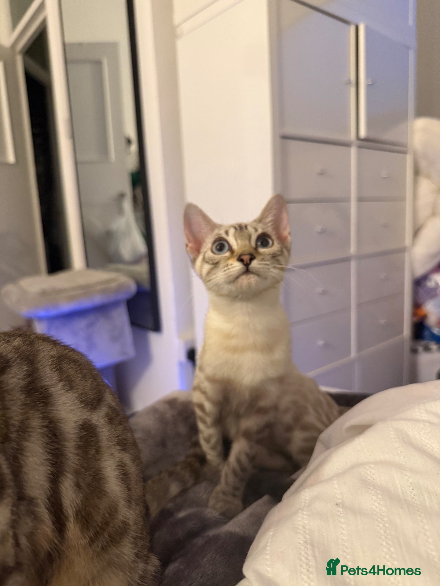 Bengal cats TICA Registered Gorgeous Bengals  - Advert 1