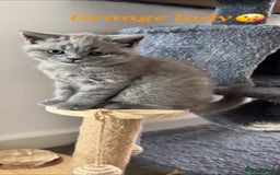British Shorthair cats for sale: Blue British short hair kittens  in Braintree - Image 28