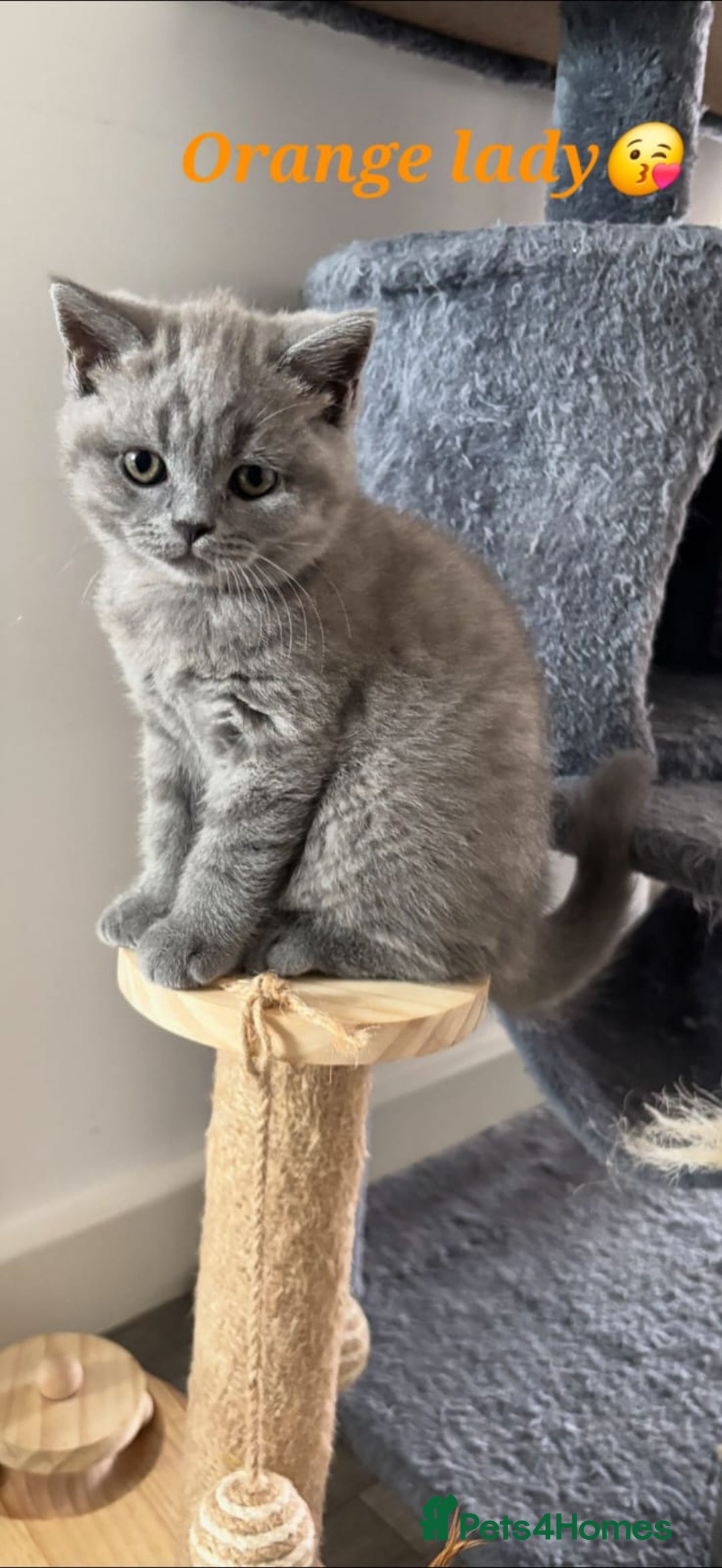 British Shorthair cats for sale: Blue British short hair kittens  in Braintree - Image 28