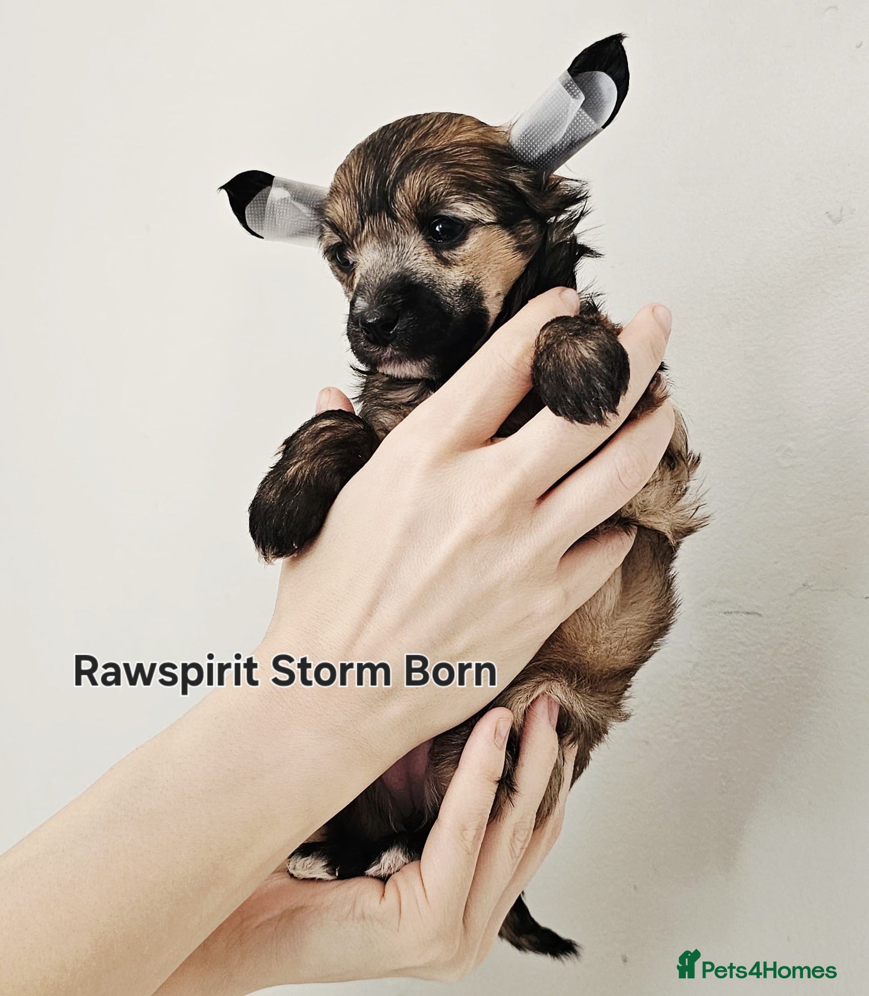 Chinese Crested dogs Hailerss girl, powder puff girl and boy  - Advert 3