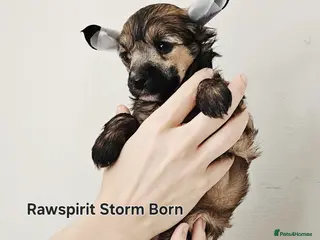 Chinese Crested dogs Hailerss girl, powder puff girl and boy - Advert 3