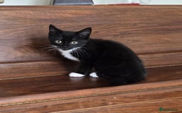Domestic Shorthair cats for sale: Two Black and white 12wk old girls - Image 1