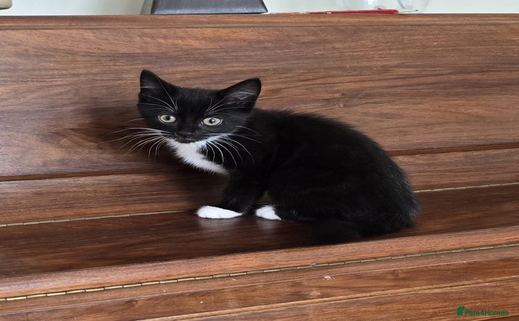 Domestic Shorthair cats - Advert 2