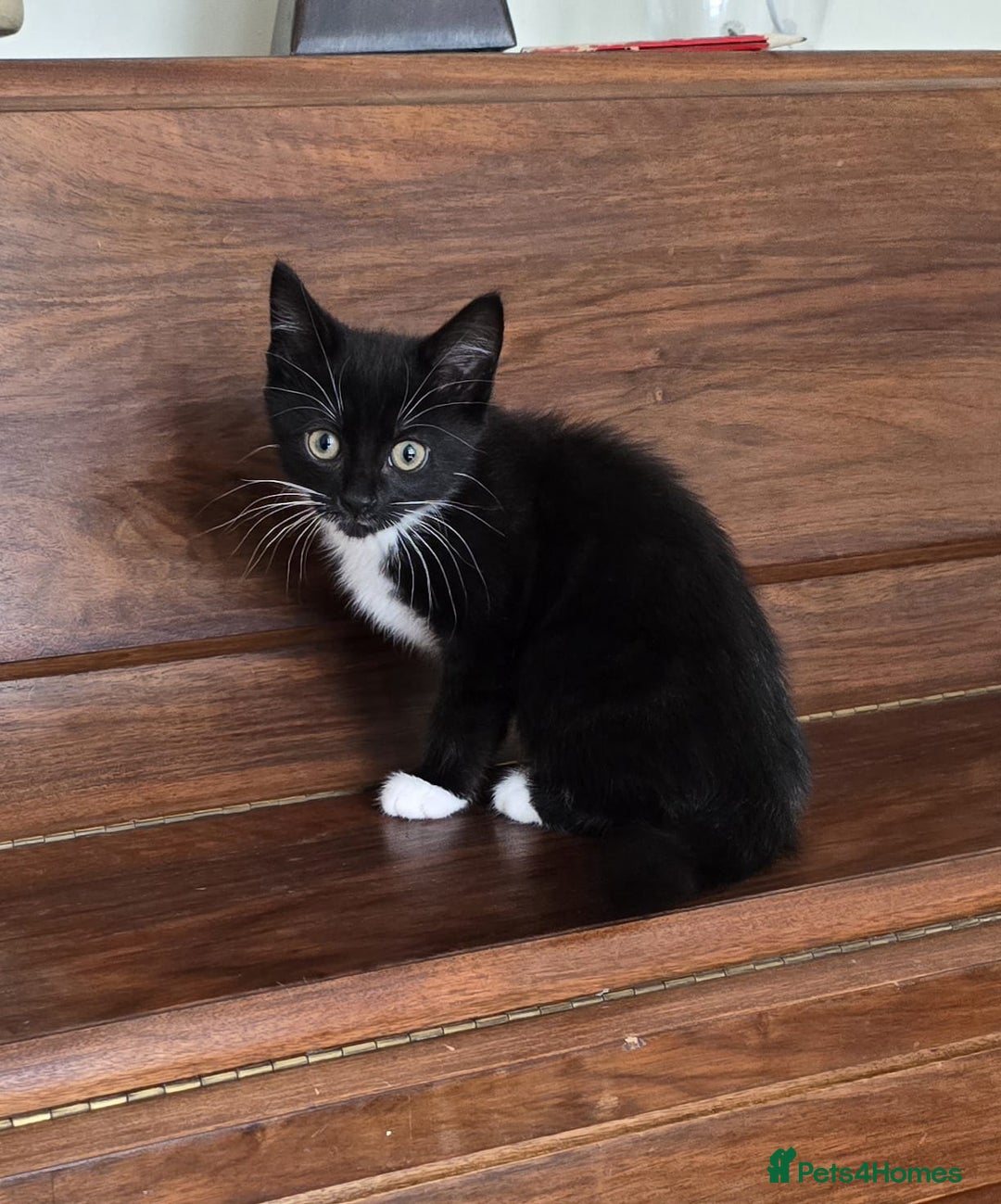 Domestic Shorthair cats for sale: Two Black and white 12wk old girls - Image 1