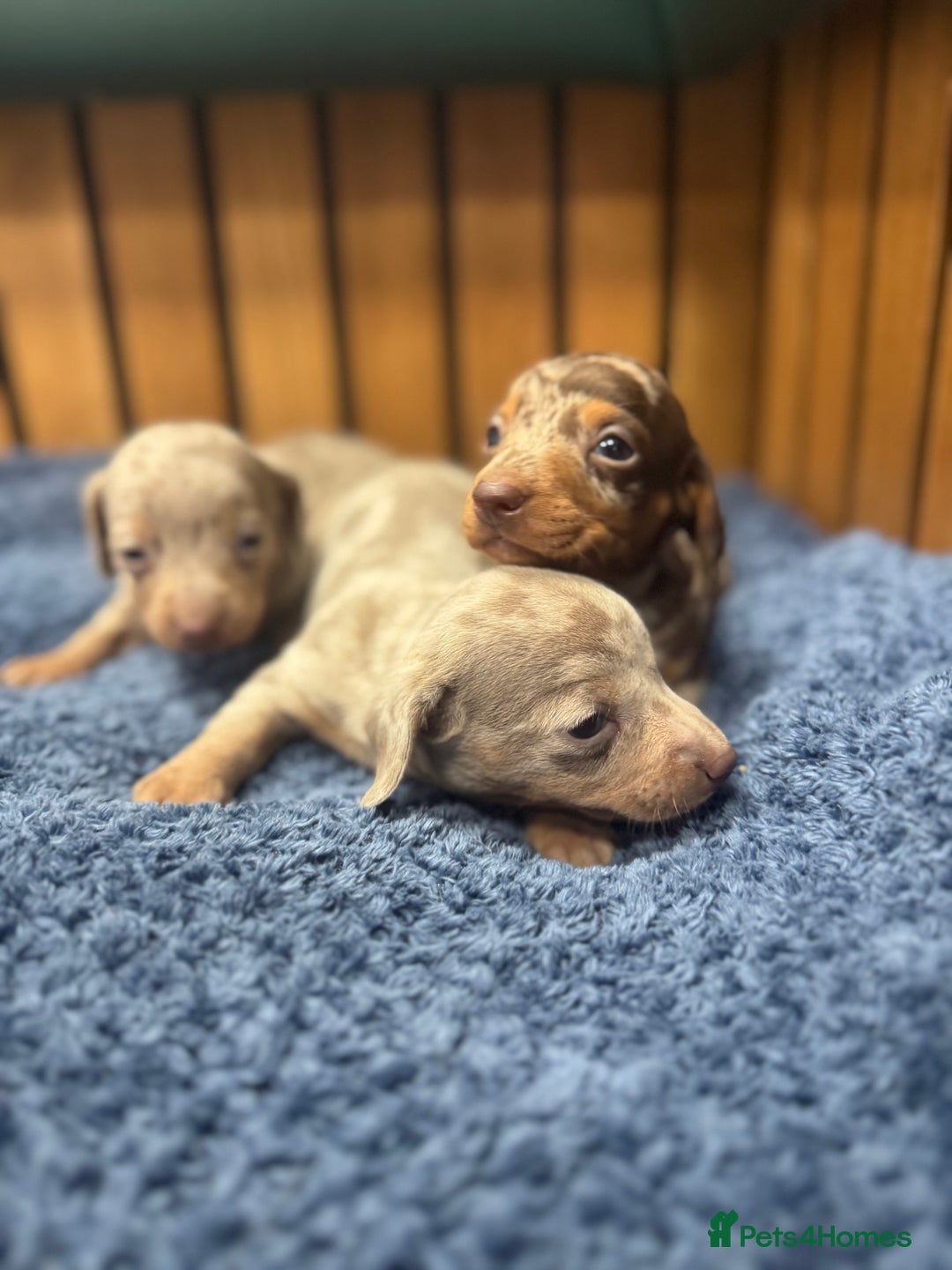 Miniature Dachshund dogs for sale: 5⭐️ licensed breeder - dapple miniaturedachshunds  - Image 4