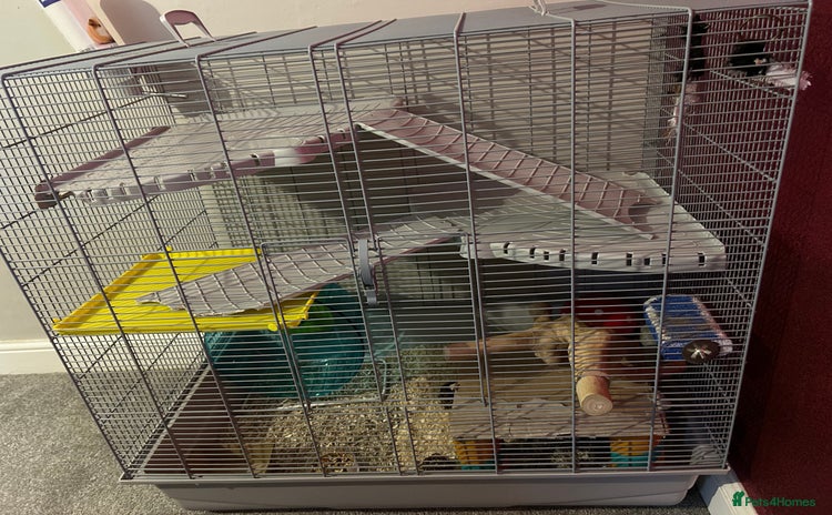 Gerbil rodents - Advert 14