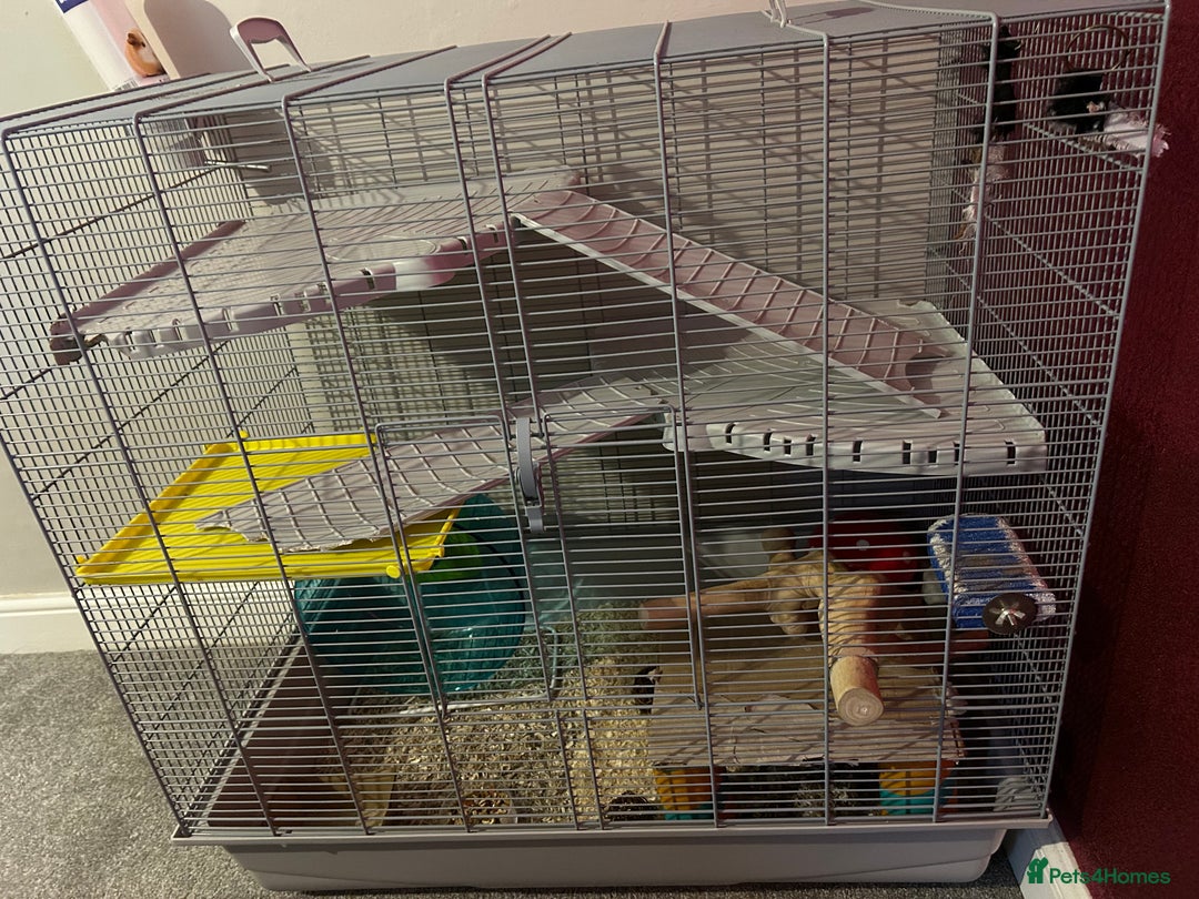Gerbil rodents for sale: Friendly pair of gerbils  - Image 1