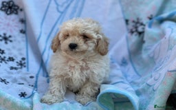 Poochon dogs for sale: Beautiful Poochons  - Image 12