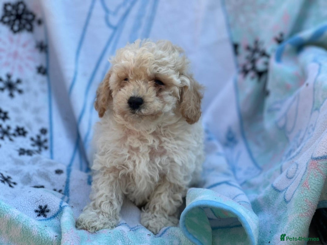Poochon dogs for sale: Beautiful Poochons  - Image 12