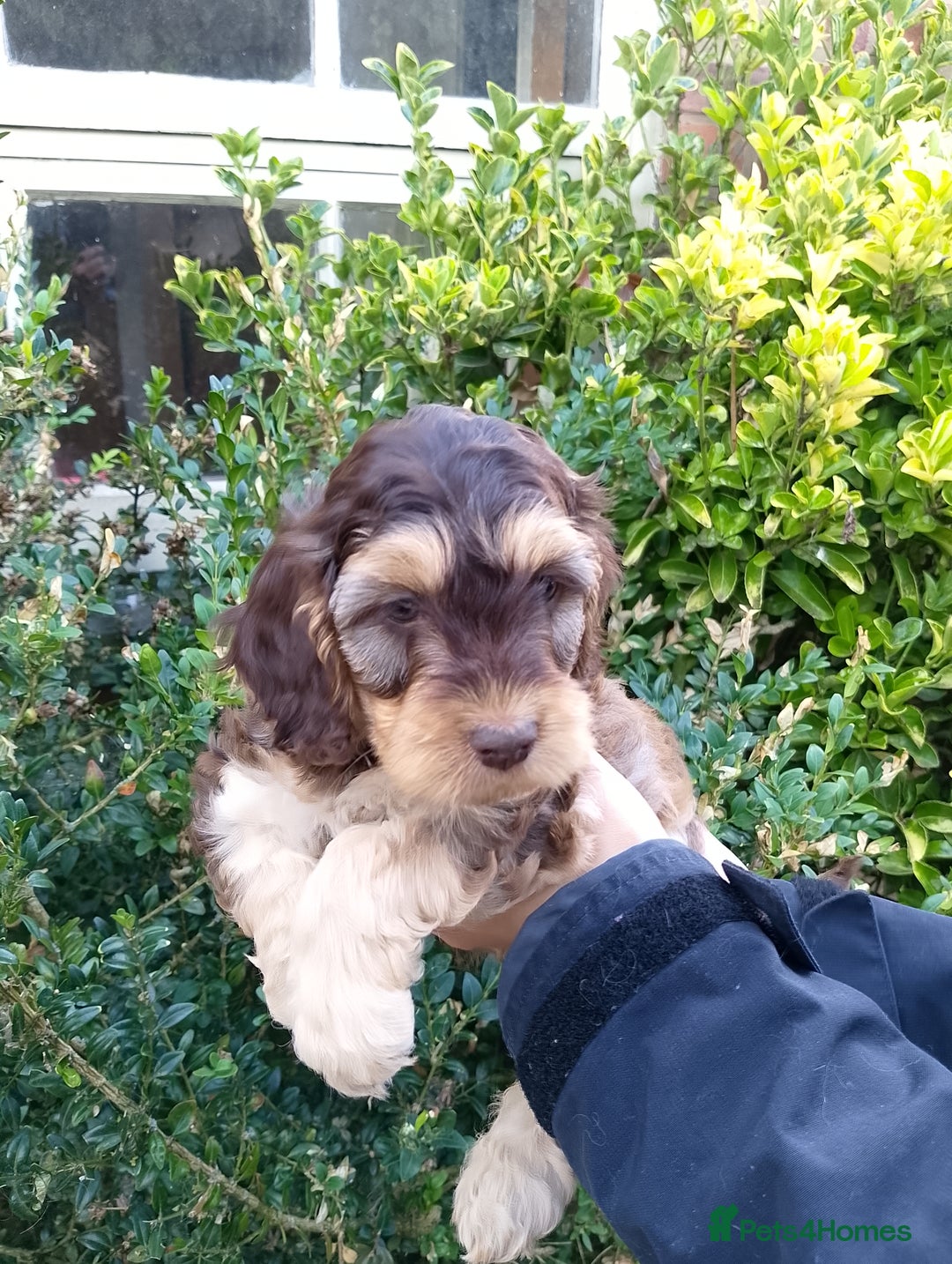 Cockapoo dogs for sale: F1 Chocolate Choc/Tan and Gold Cockapoo Puppies - Image 24