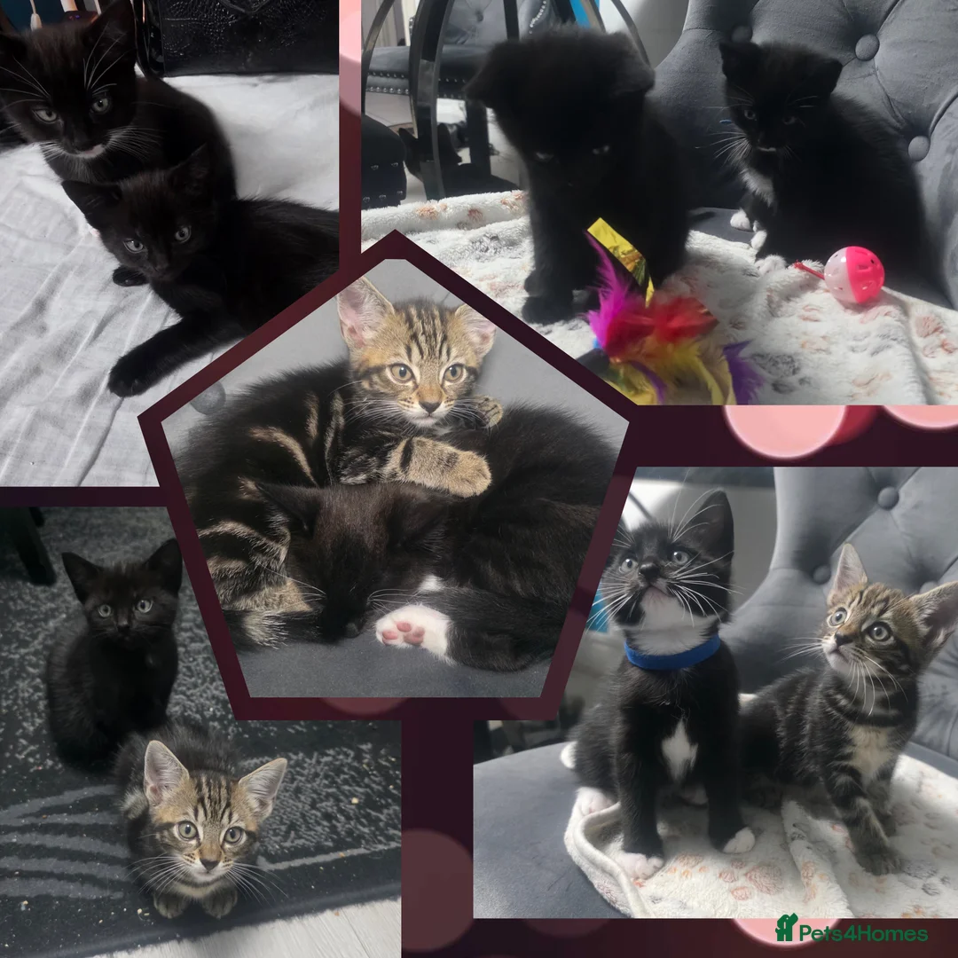 Mixed Breed cats for sale: 4 lovely kittens are looking for forever home  - Advert 1