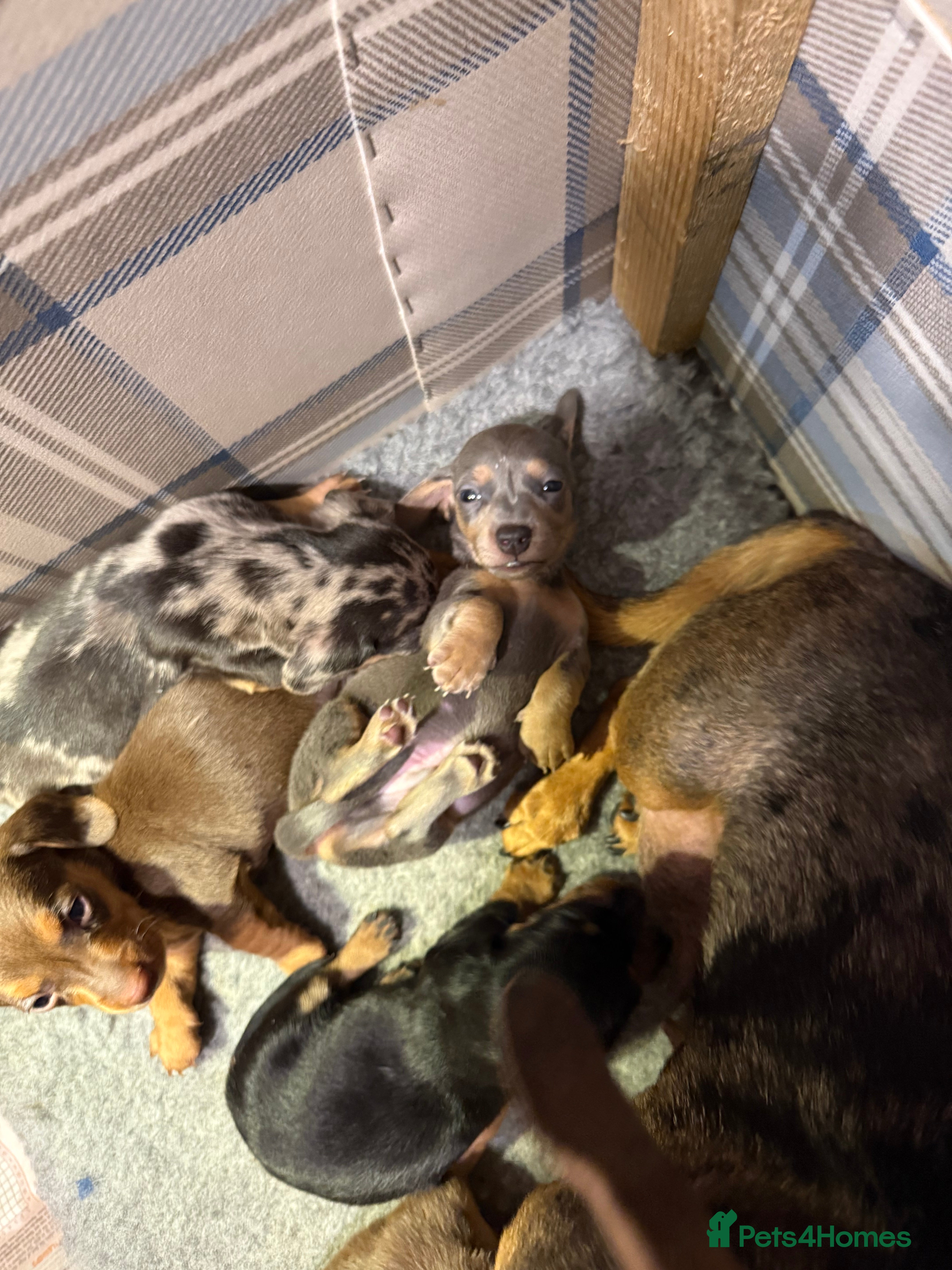 Miniature Dachshund dogs Miniature Short Coat Dachshund Puppies  - Advert 8