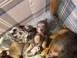 Miniature Dachshund dogs Miniature Short Coat Dachshund Puppies - Advert 8