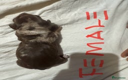 Miniature Dachshund dogs for sale: 6 Miniature Dachshund babies - Image 20