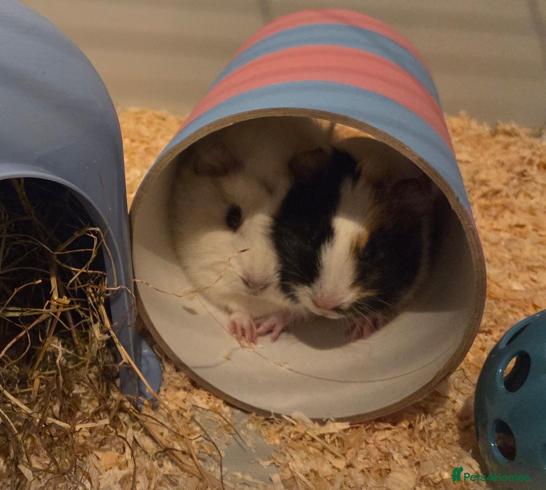 Guinea Pig rodents 🐹 2 BONDED MALE GUINEA PIGS — COTTON & FUDGE 🐹 - Advert 1