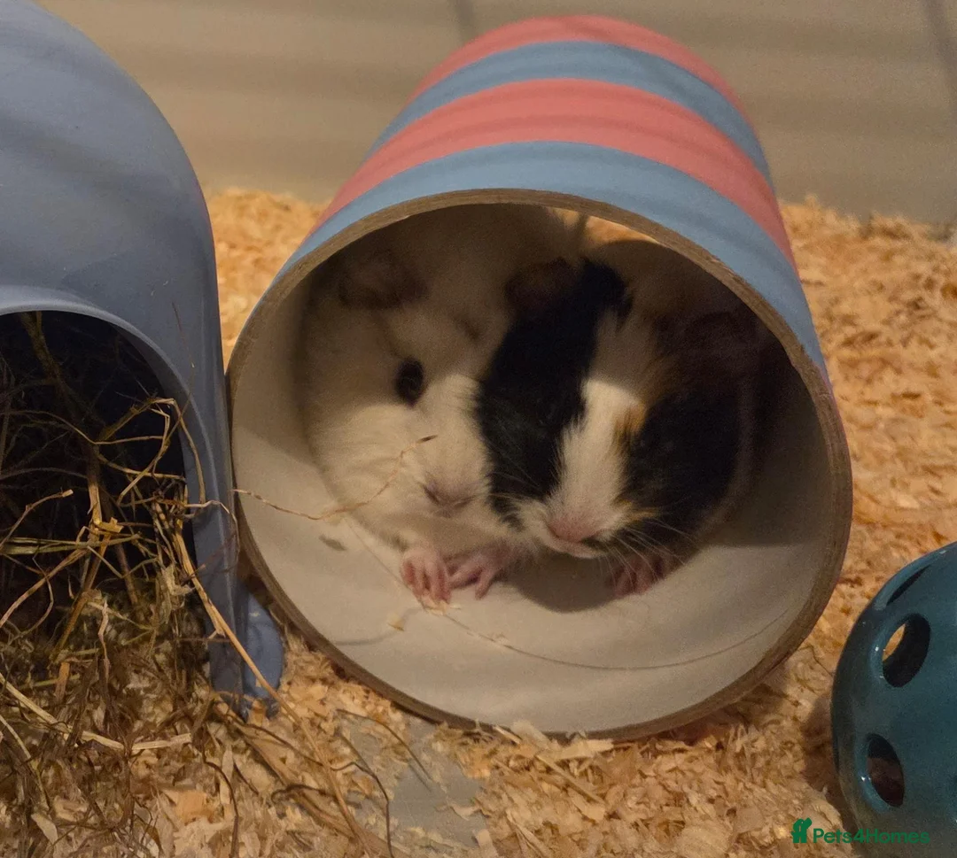 Guinea Pig rodents for sale: 🐹 2 BONDED MALE GUINEA PIGS — COTTON & FUDGE 🐹 in Swansea - Advert 1