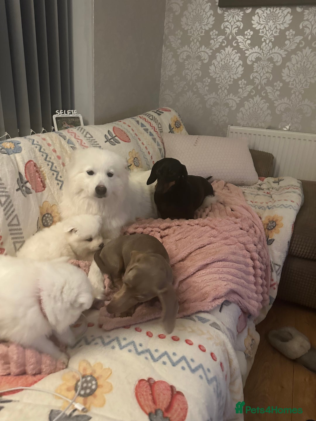 Samoyed dogs for sale: Adorable 6 Samoyed Puppies Waiting Forever Homes - Advert 11
