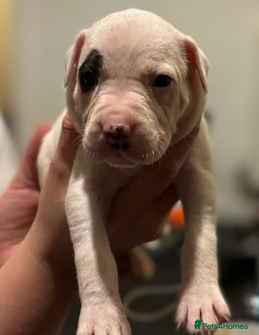 Mixed Breed dogs Bull cross staffy pups  - Advert 14